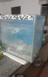 آکواریوم  باسنگ