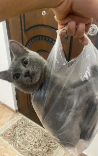 گربه دو رگه