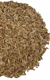 بذر انغوزه