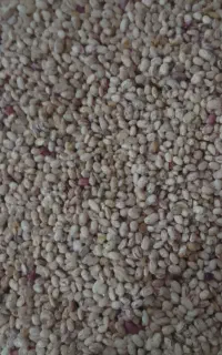 لوبیا چیتی و سفید