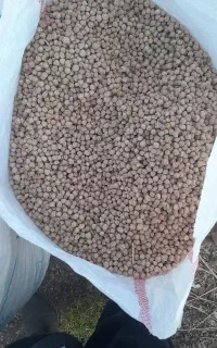 نخود پاییزه