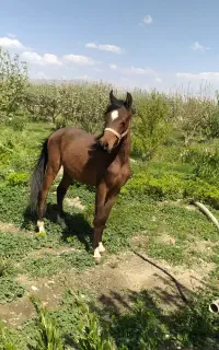 کره اسب نریان عرب