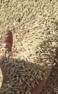 فروش جو بذری