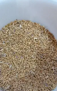 گندم