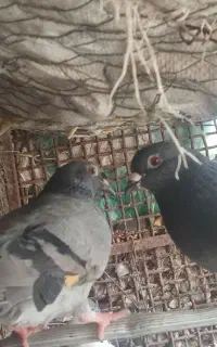 دوتا جفت کبوتر رو تخم