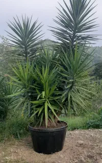 یوکا