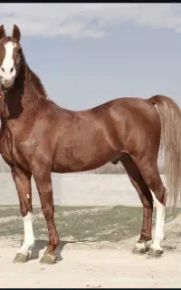 فروشی اسب کرد کره سهیل ۵ساله