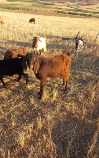 نر بز پاکستانی اصلا باب داشت فوری فروشی