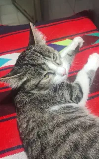 واگذاری گربه