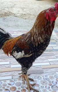 خروس در سرباز