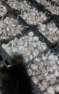 سیر سفید درجه ۱