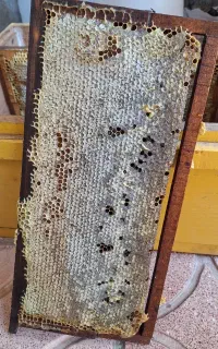 عسل طبیعی