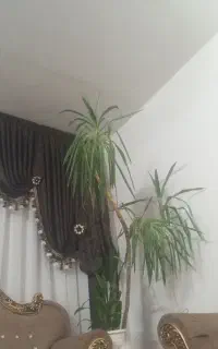 والان دوطرفه پرده