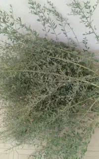 خارشتر