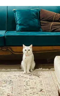 واگذاری گربه بریتیش نر و ماده