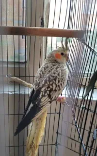 عروس هلندی گمشده