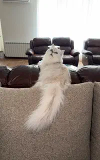 ۲ عدد گربه پرشین چینچیلا سفید