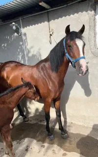 مادیان