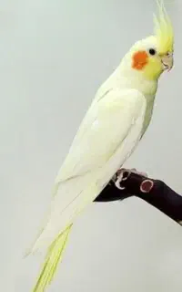 میدان مصلی فسا گم شده.(عروس هلندی)