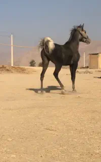 کره مادیون درجه یک