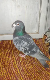 مگس گرفتنی یک پاه
