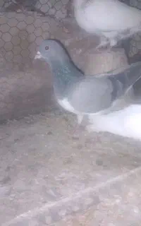 کبوتر