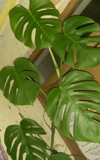 برگ انجیری