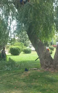 کارگر فضایی سبز