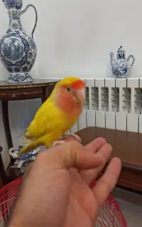 طوطی برزیلی صورت هلویی دستی