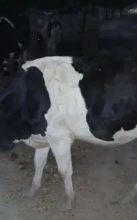 گاو هلشتاین 4ماه آبستن
