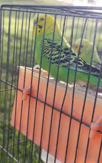 یه جفت مرغ عشق