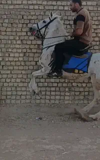 اسب کرد
