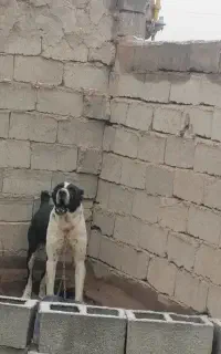 سگ گله ای
