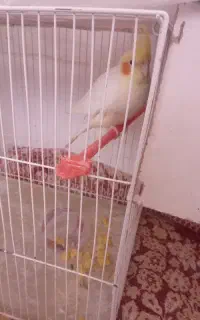 عروس هلندی