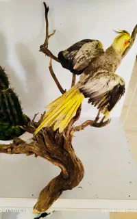 مجسمه عروس هلندی