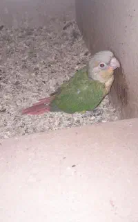 گرینچیک سرلاکی و بالغ