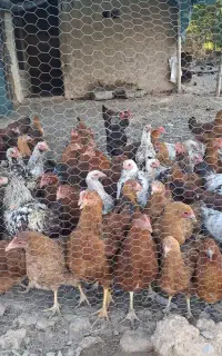 مرغ و خروس گلپایگان