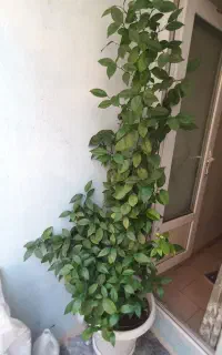 درخت پرتقال