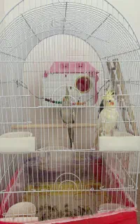 عروس هلندی