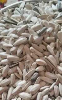 تخمه افتابگردون