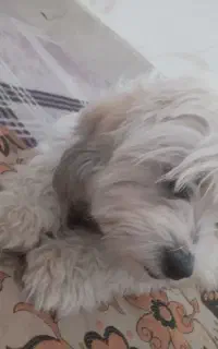 واگزاری سگ شیتزو ۶ماهه