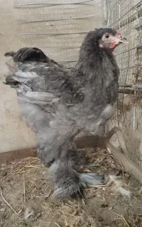 فروش جفت برهما بلو ۴ماهونیمه