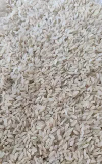 برنج چمپا لوداب
