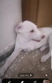 سگ  جا دارید پیام بدید