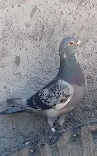 نداشتن وقت