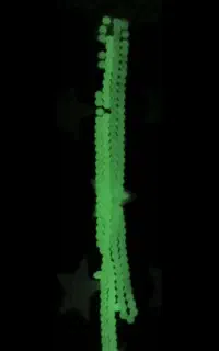 تسبیح شب نما