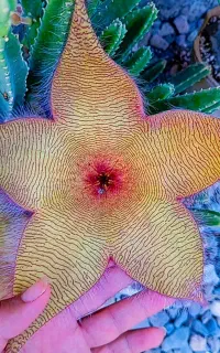 کاکتوس قورباغه ای