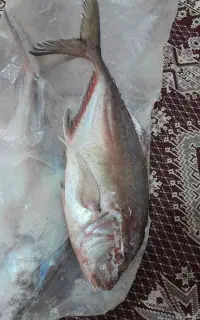 ماهی جش تازه