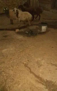 میش داشتی ۶ راس