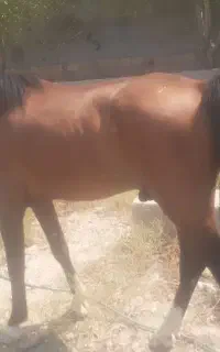 اسب نر
